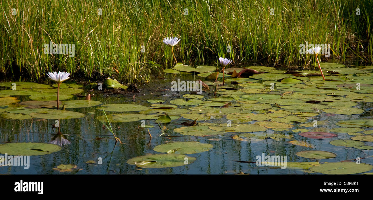 Africa Botswana Okavango Delta Scenic di gigli e lilypads di Okavango Delta Foto Stock