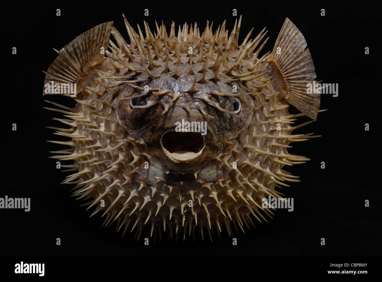 Close up di un palloncino di conserve di pesce holocanthus Diodon Foto Stock