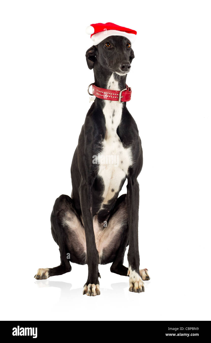 Levriero cane nel cappello di Natale, 18 mesi di età, seduto di fronte a uno sfondo bianco Foto Stock