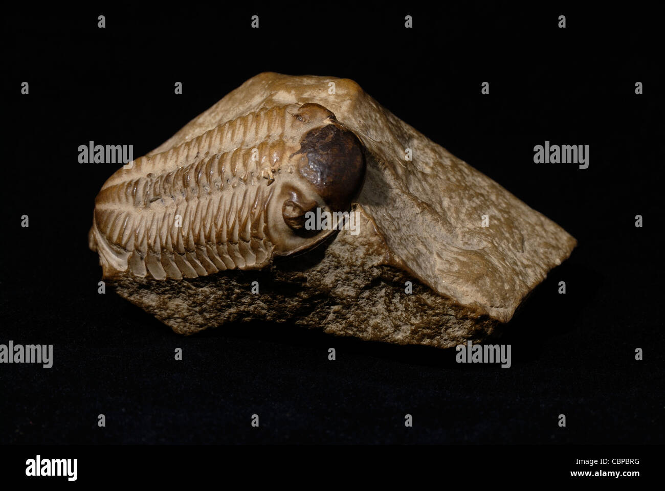 Un ben conservato esempio di un fossile trilobata incorporato in una pietra Foto Stock