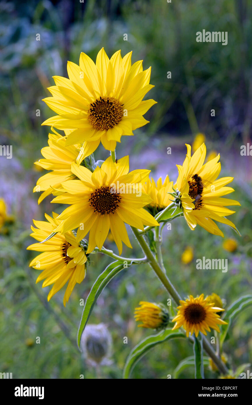 Girasole Massimiliano Immagini e Fotos Stock - Alamy