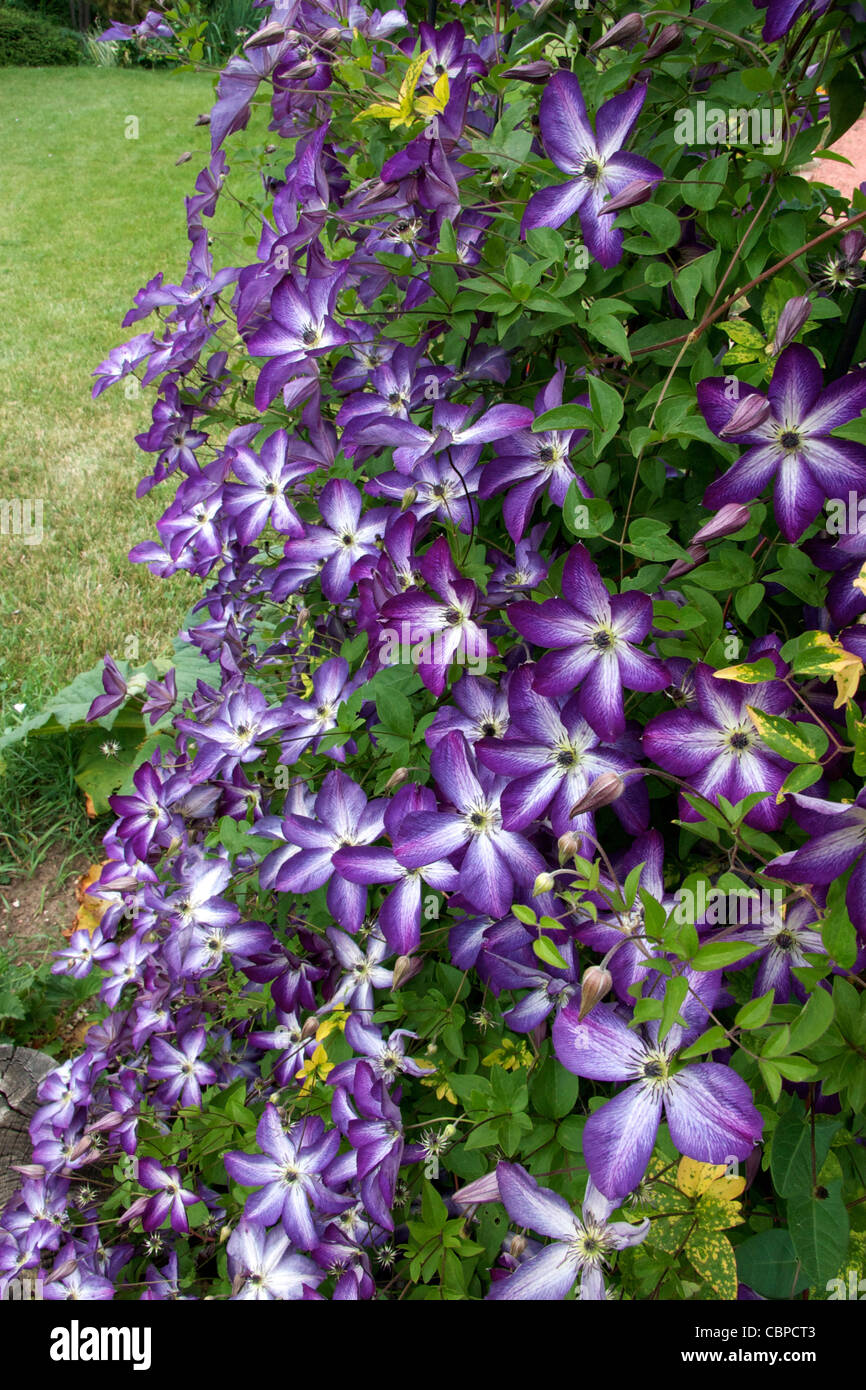 I fiori di Clematis 'Venoso Violacea' Foto Stock