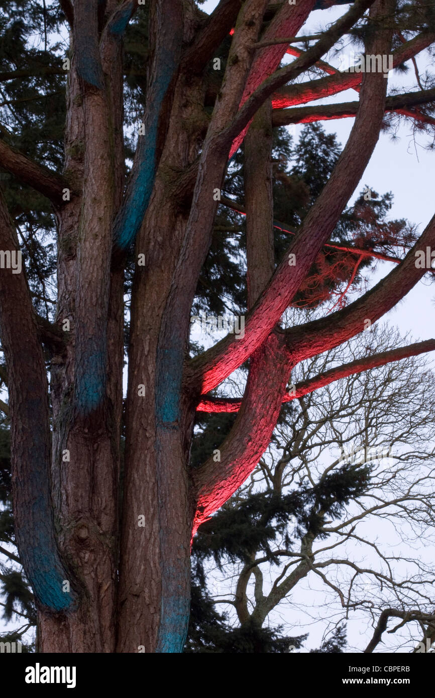 Stranamente illuminate di alberi di Natale incantato a Westonbirt Arboretum Foto Stock
