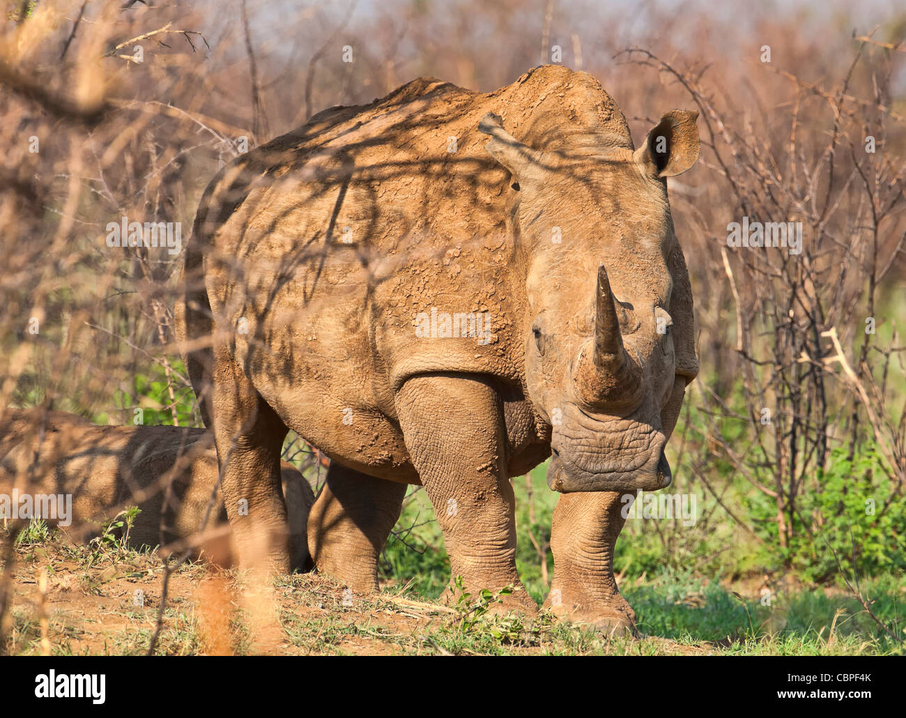 Rhinoceros bianco (Ceratotherium simum) rhinoceros quadrati con polpaccio. Una specie in pericolo nella Madikwe Game Reserve, Sudafrica. Foto Stock