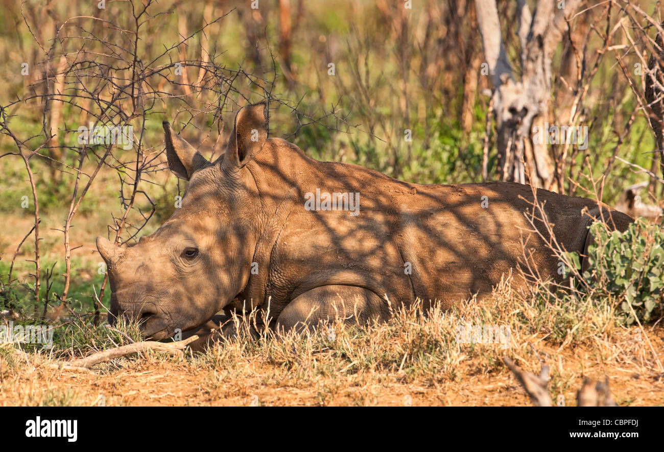 Rinoceronte bianco (Ceratotherium simum) a poggia di polpaccio di rinoceronte. Una specie in pericolo nella Madikwe Game Reserve, Sudafrica Foto Stock
