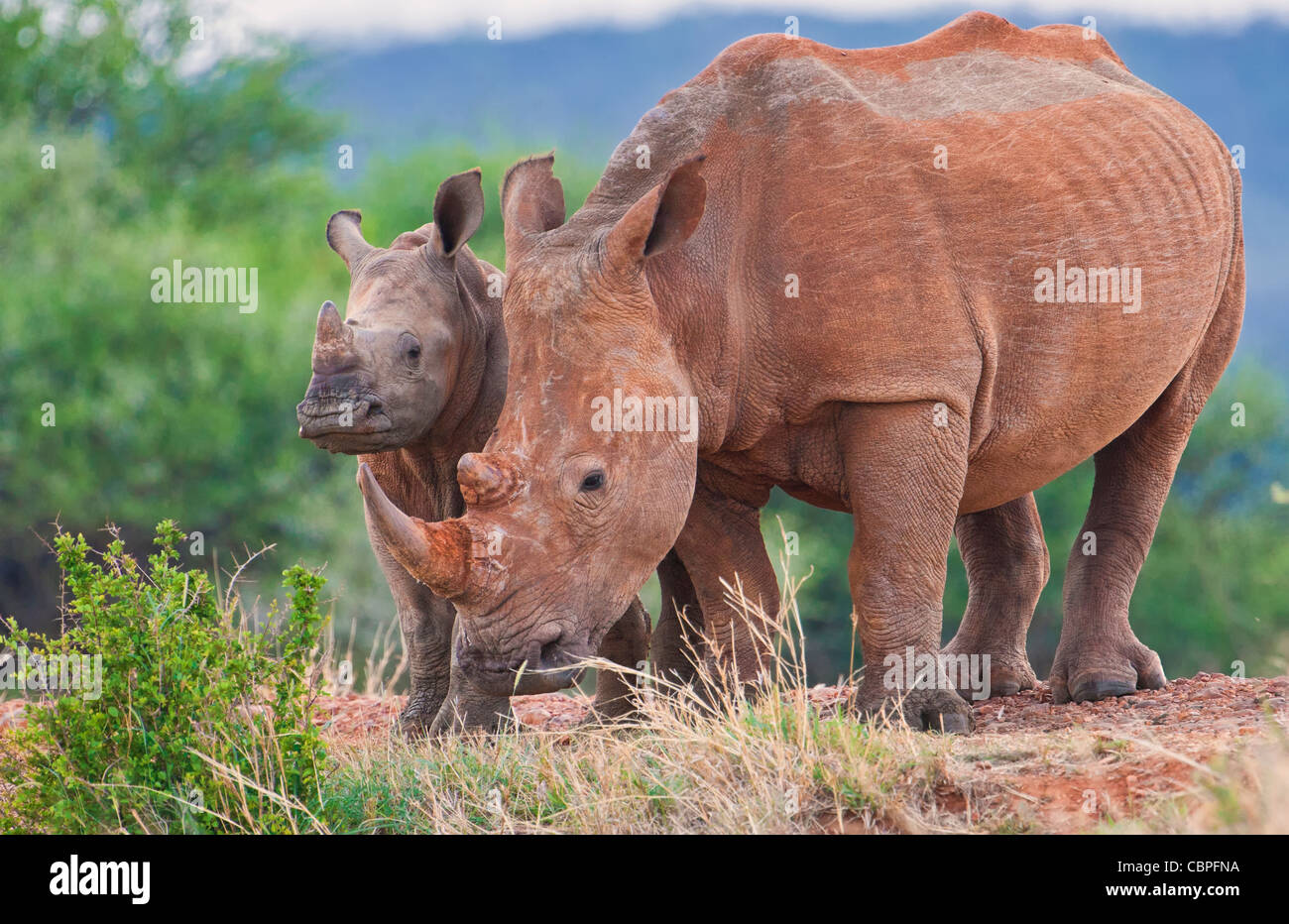 Rinoceronte bianco (Ceratotherium simum) madre con vitello. Madikwe Game Reserve, Sudafrica Foto Stock