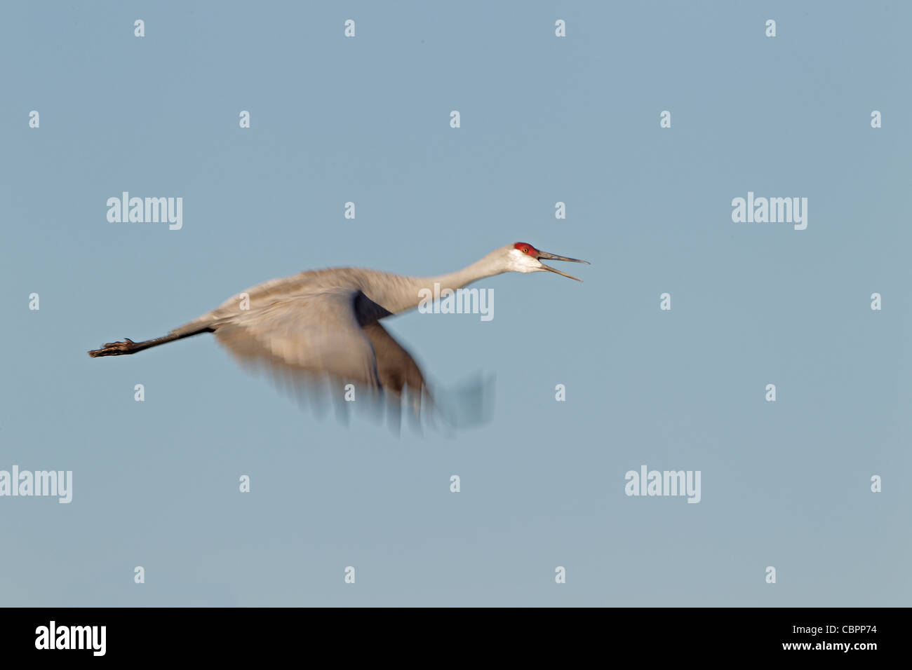 Sandhill gru in volo chiamando che mostra il movimento dell'ala Foto Stock