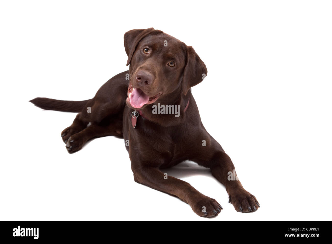 Il cioccolato labrador retriever cucciolo isolato su sfondo bianco Foto Stock