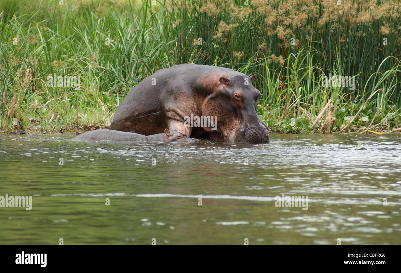 A Ippona mucca e vitello waterside in Uganda (Africa) Foto Stock