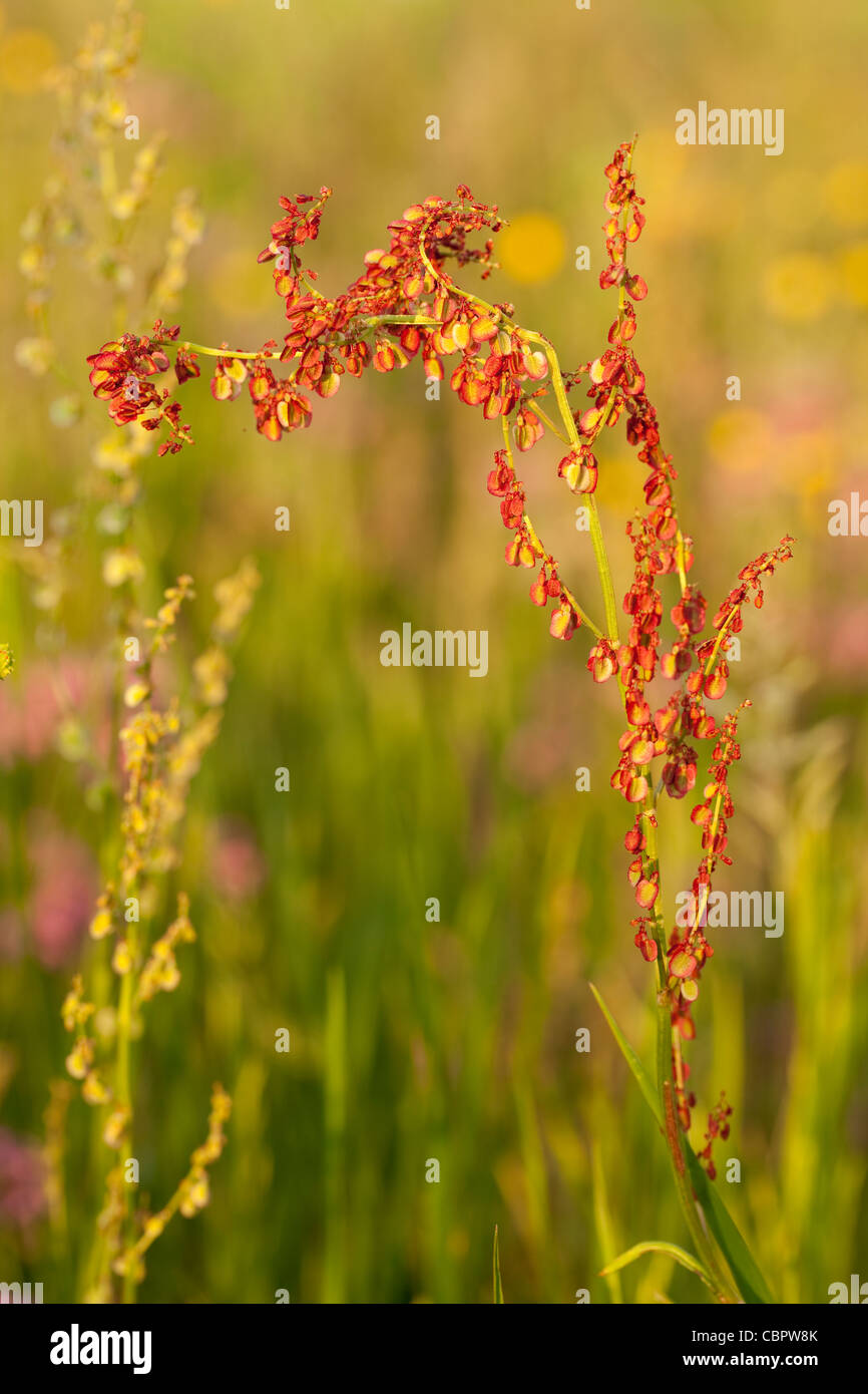 Fiore rosso sorrel sul prato come sfondo Foto Stock