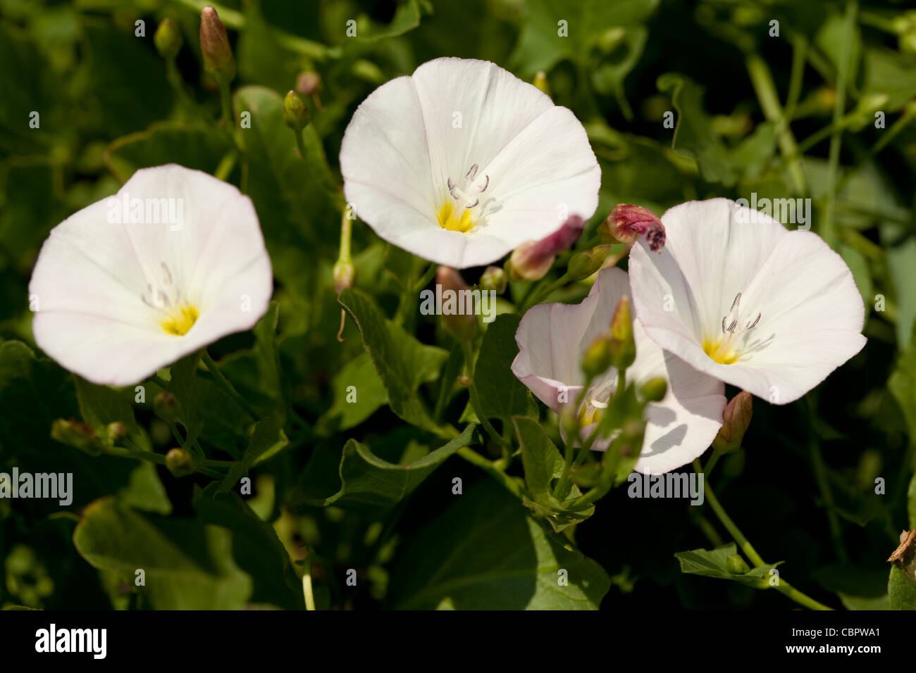 Fiore bianco(Calystegia sepium) su fondo in foglia Foto Stock