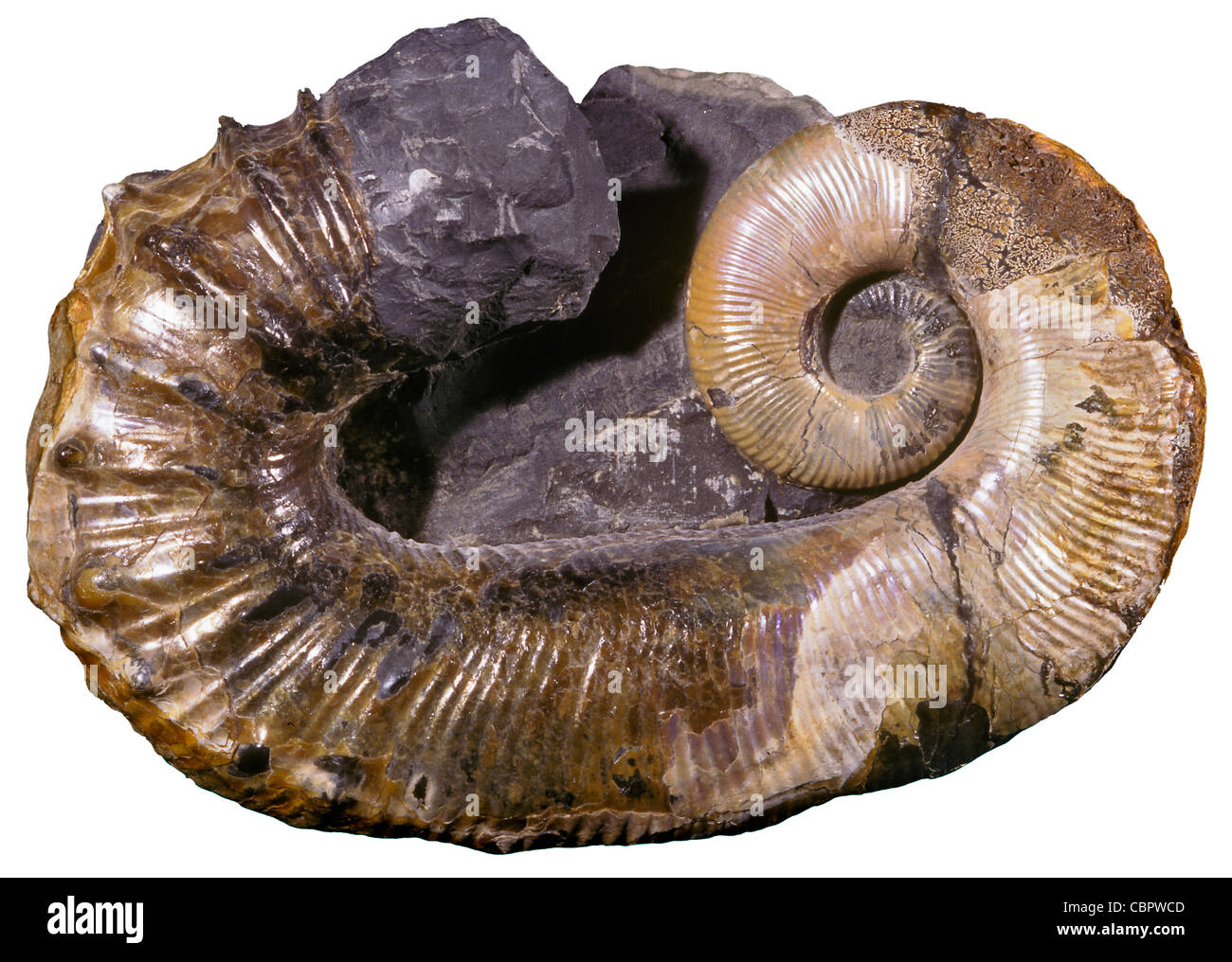 Ammonita aberrante fossile, Ancyloceras matheranianum, Cretaceo inferiore, Russia Foto Stock