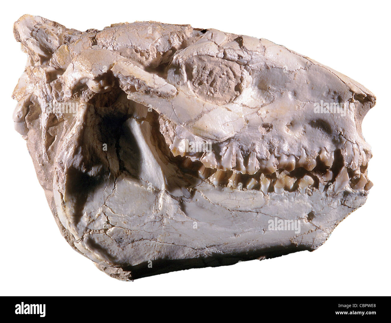 Oreodont fossile, Miniochoeris gracilis, Early Oligocene, Wyoming Foto Stock