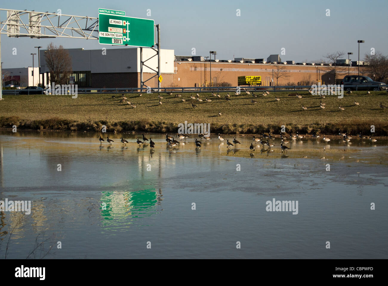 Resident Oche del Canada al centro commerciale di stagno. Foto Stock