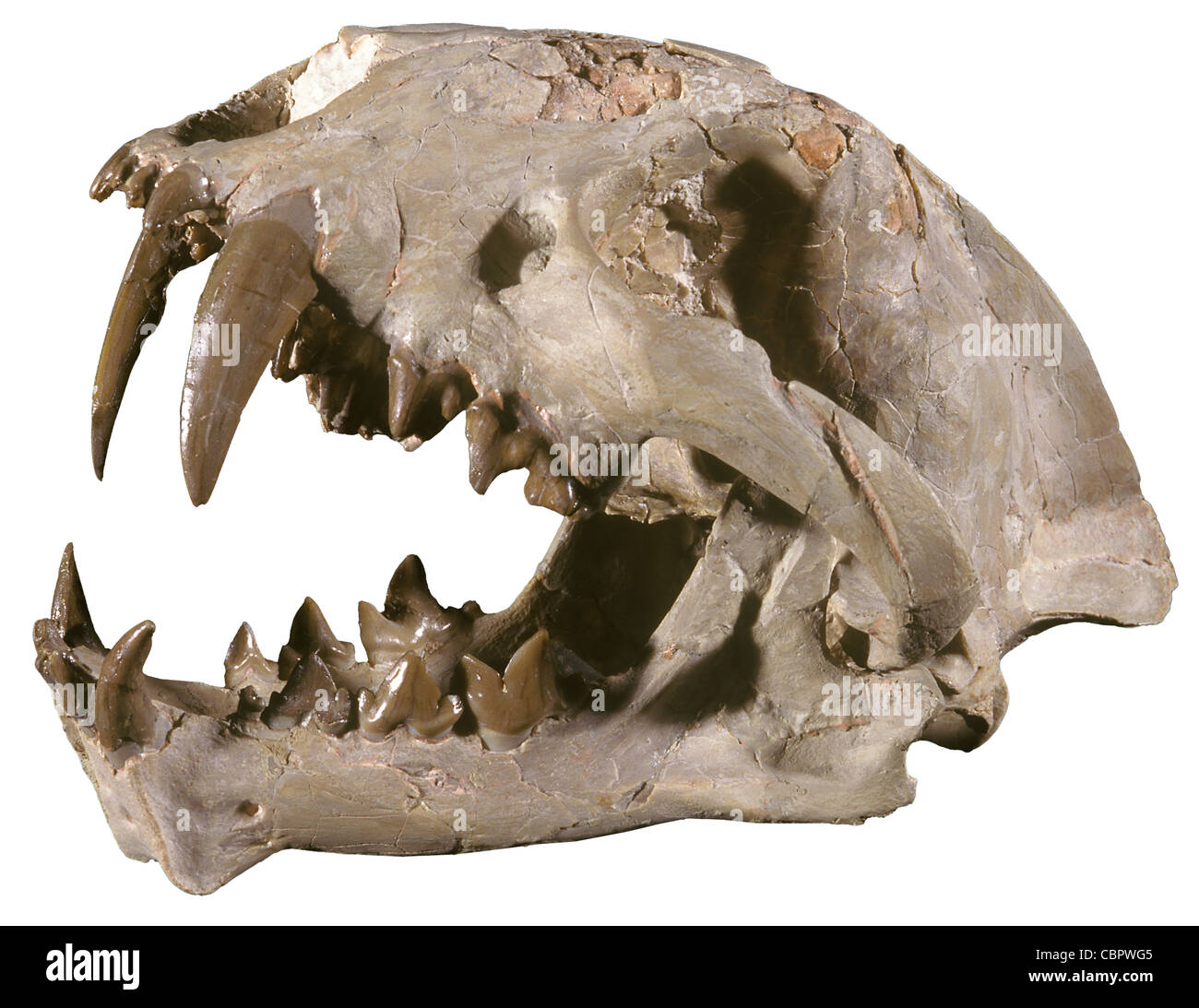 Saber dente Cat cranio, Dinictus squalidens, Oligocene, Dakota del Sud Foto Stock