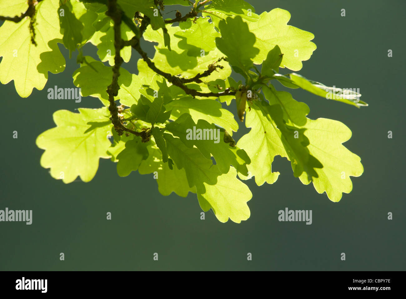 In inglese o in legno di quercia Pedunculate Quercus robur lascia con la luce del sole che filtra attraverso. Foto Stock