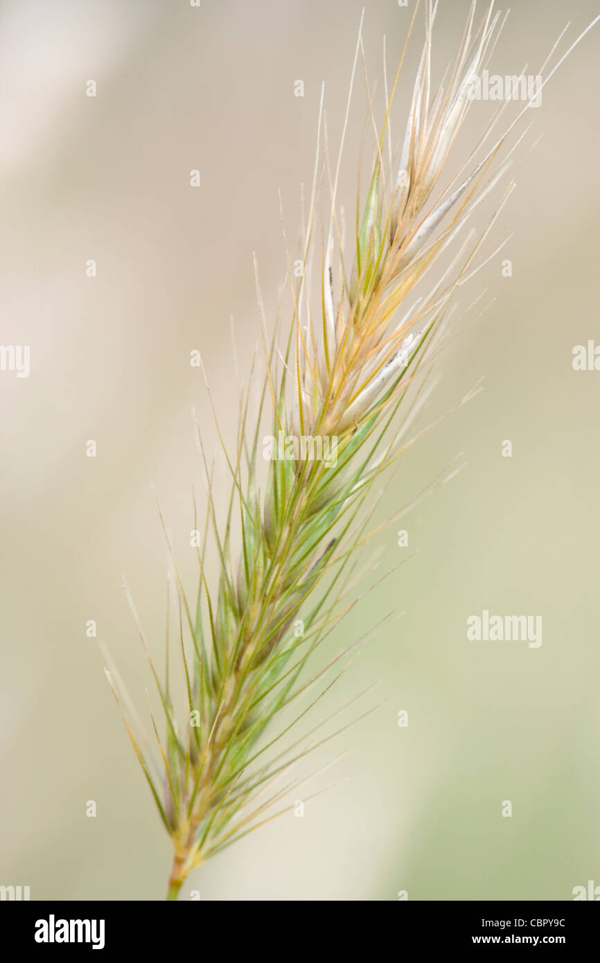 Prato di orzo, Hordeum secalinum seme head Foto Stock