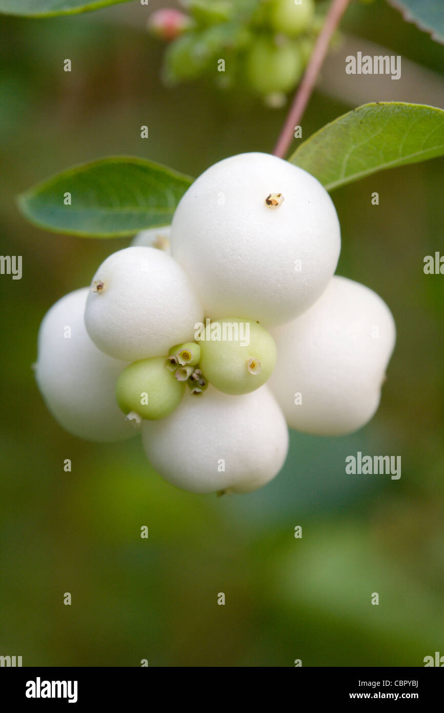 Snowberry, Symphoricarpos albus, bacche. Foto Stock