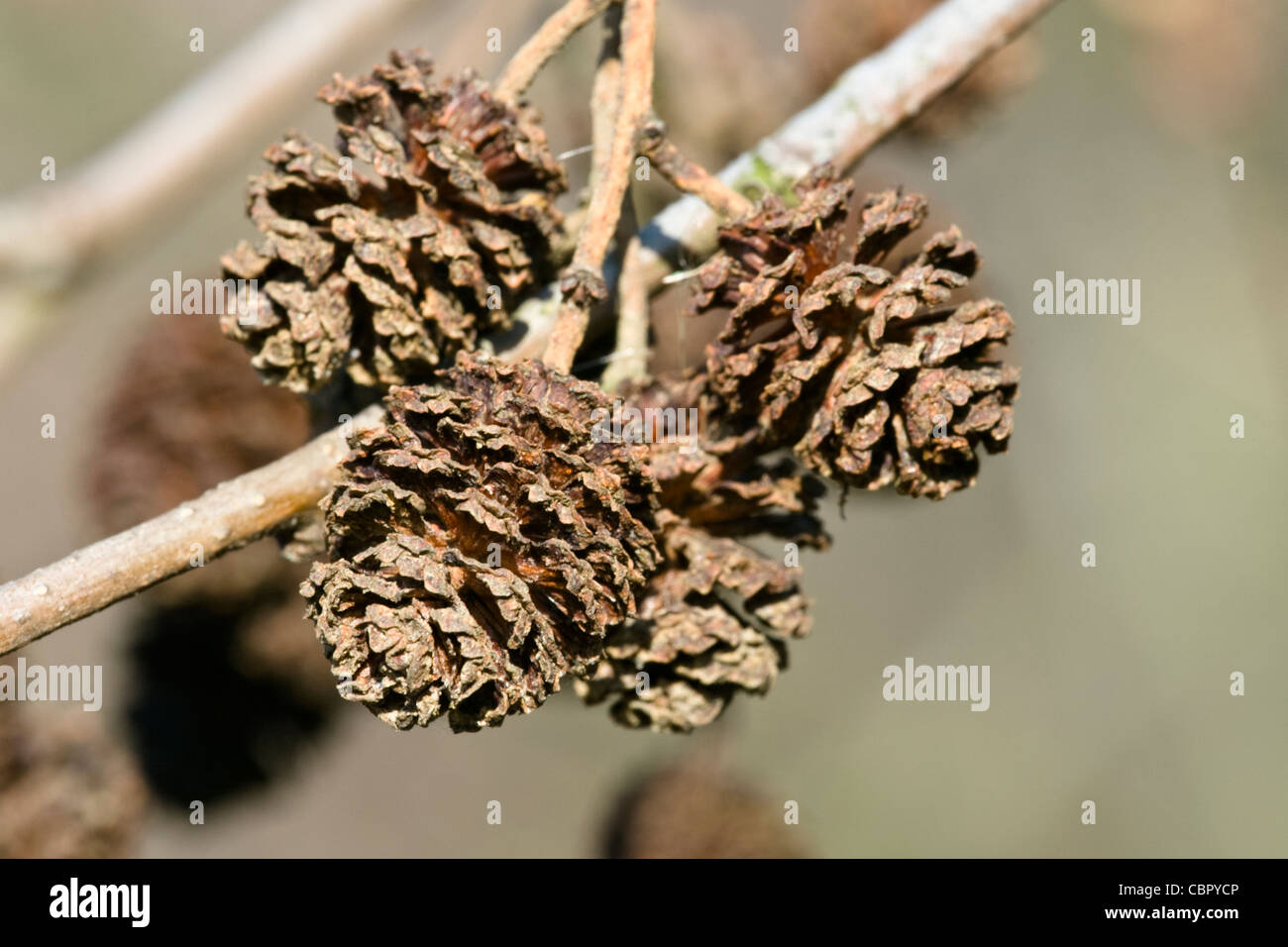 Comune di ontano Alnus glutinosa seme head o coni Foto Stock