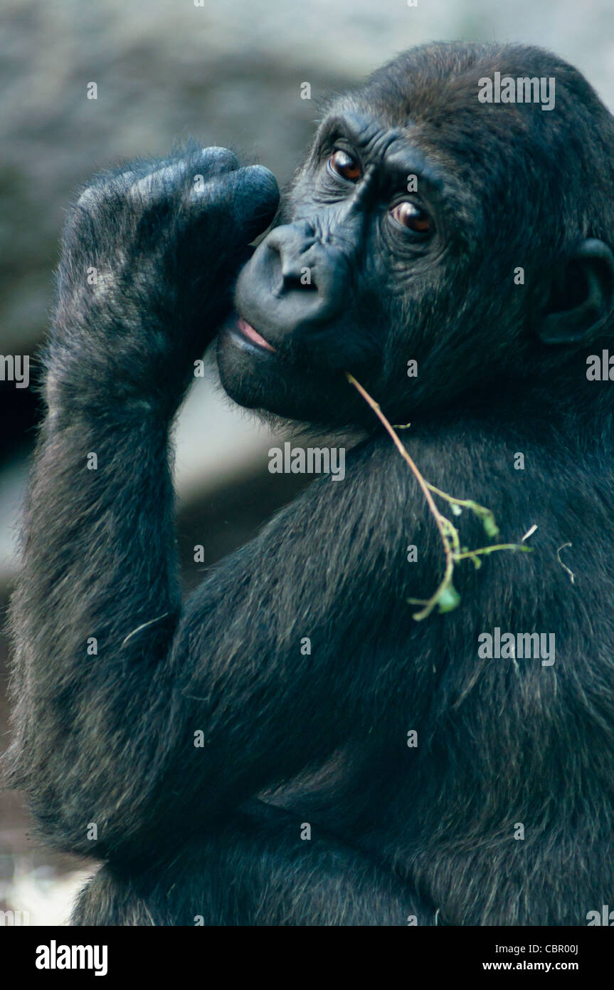 Giovani pianura occidentale Gorilla di masticare le foglie fuori un ramo. Foto Stock
