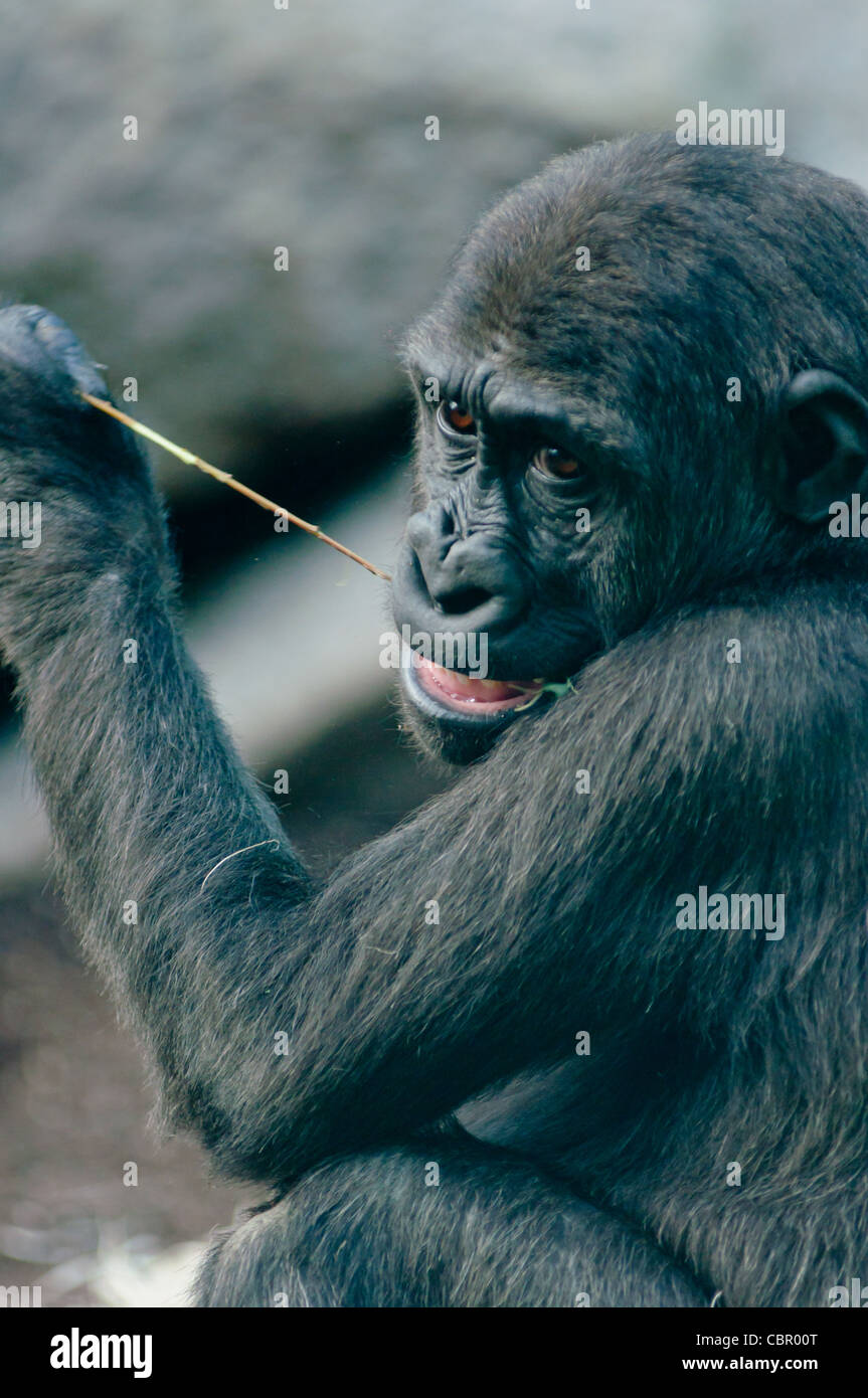 Giovani pianura occidentale Gorilla di masticare le foglie fuori un ramo. Foto Stock