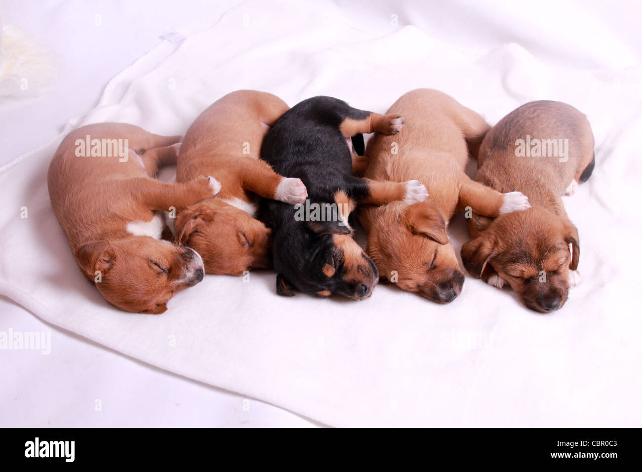 5 settimane vecchio cuccioli sleeping Foto Stock