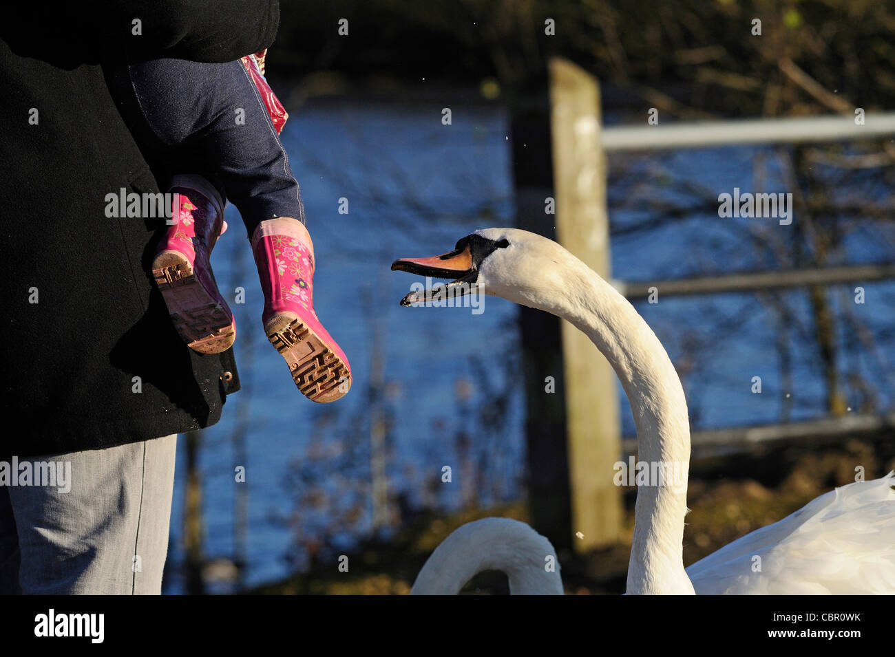 Adulto cigno essendo alimentato con pane da un ragazzo che indossa red wellington boot e tenuto da suo padre. Foto Stock