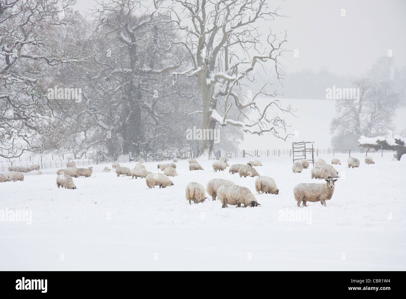 pecore nella neve Foto Stock