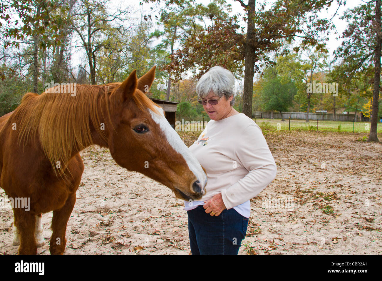Odie, un Tennessee passeggiate a cavallo, con trainer. Foto Stock