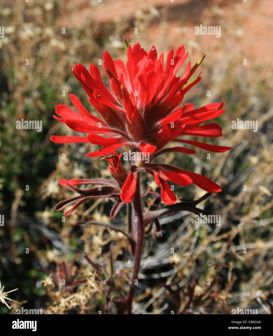 Red indian paintbrush (Castilleja) fiore Foto Stock