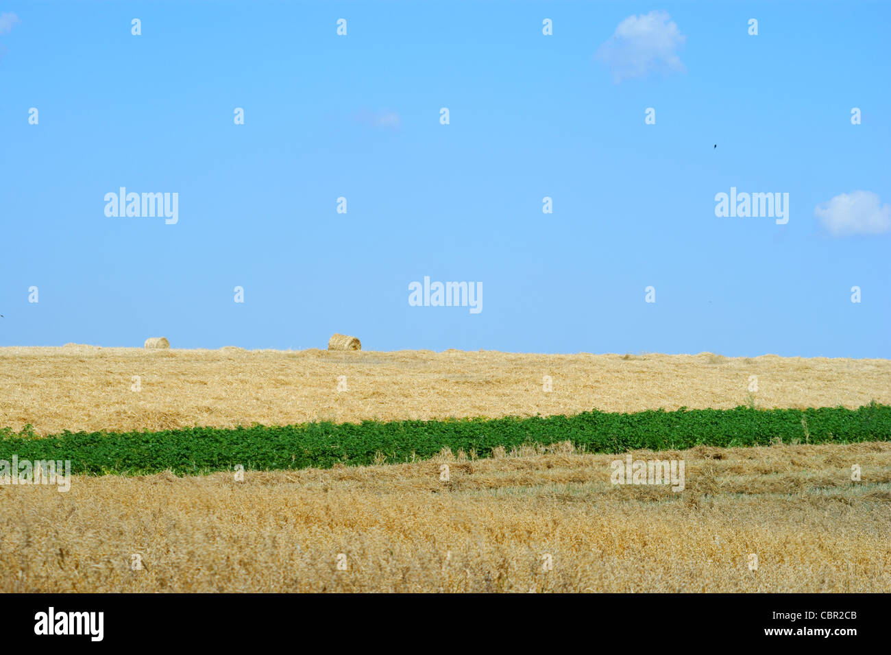 Paglia di laminato dopo la raccolta - Campo di grano - Blu cielo Foto Stock