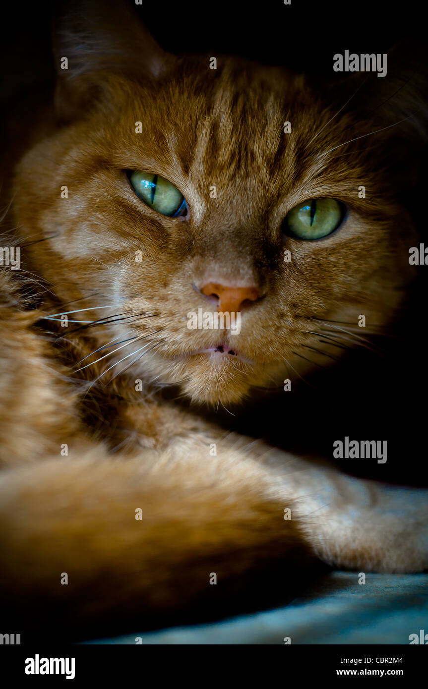 Ritratto di un gatto di colore arancione con occhi verdi su sfondo nero Foto Stock