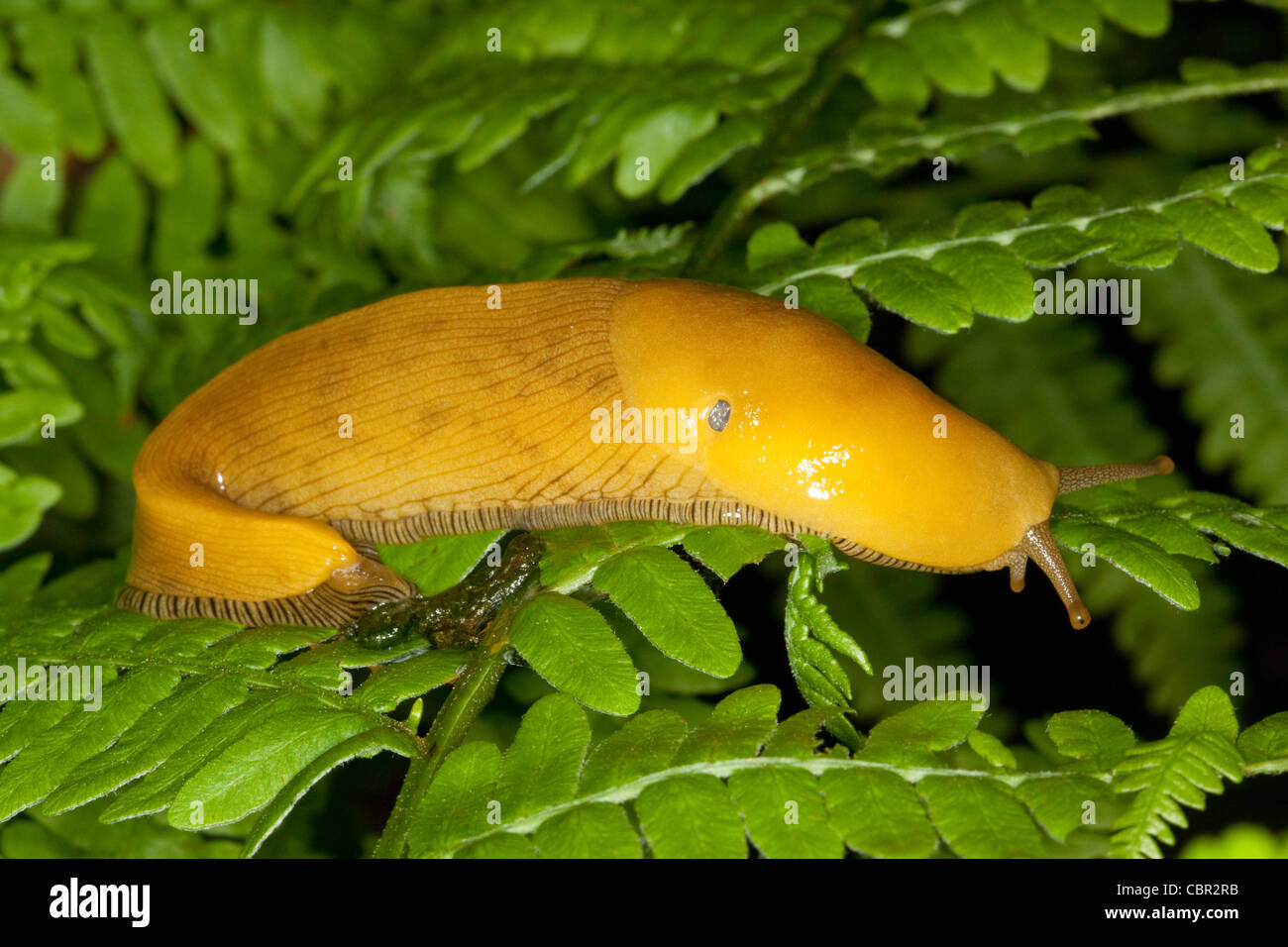 Banana Slug Ariolimax specie costiere in California, negli Stati Uniti il 25 aprile Ariolimacidae adulti Foto Stock