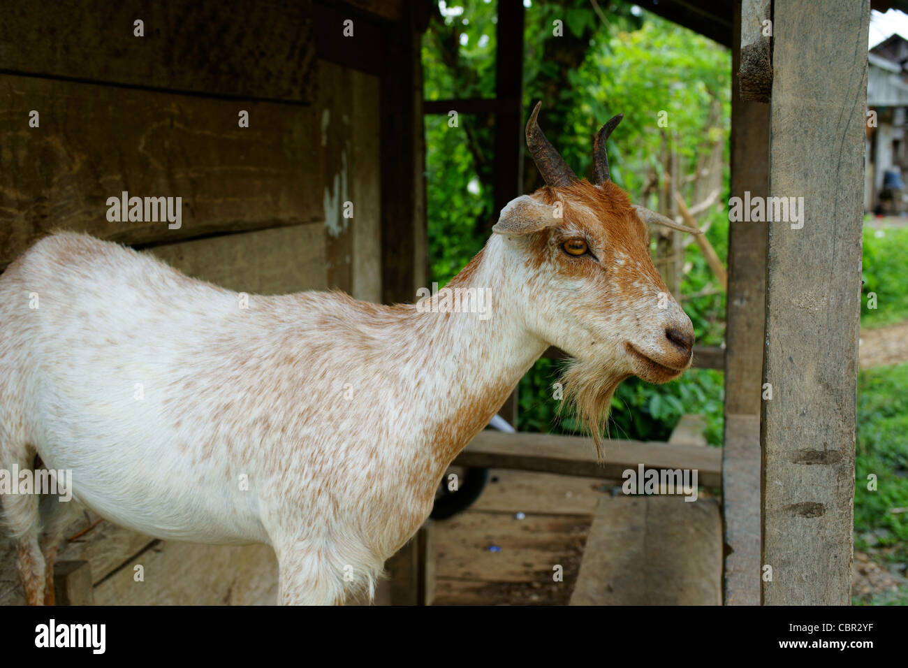 Capra con barba e corna in un capannone a Sumatra Foto Stock