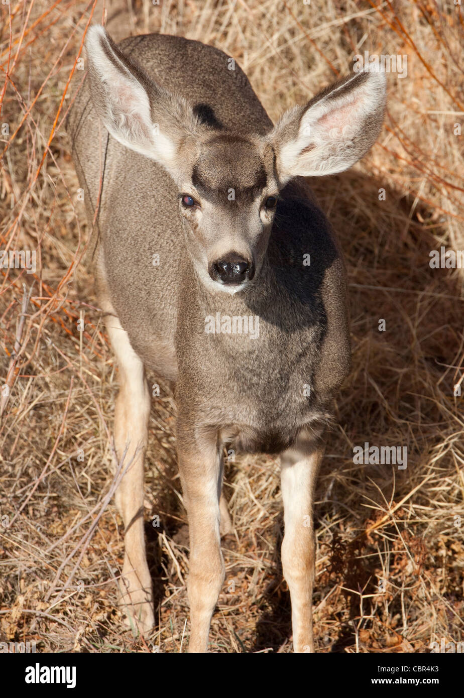 Mulo cervo con occhio sinistro danneggiato Foto Stock