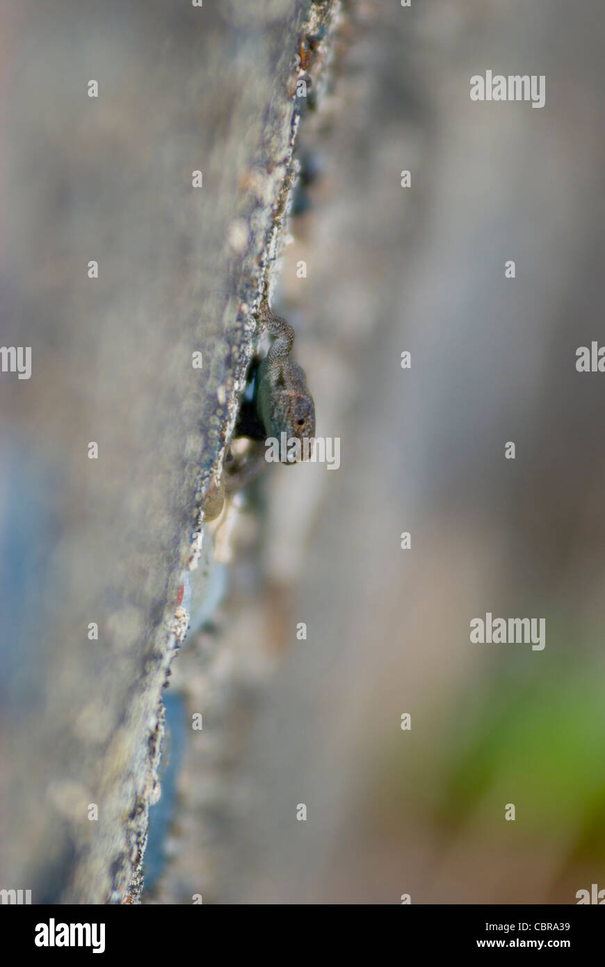 Tiny lizard trovati ovunque sull'isola di Madera e delle isole Canarie Foto Stock