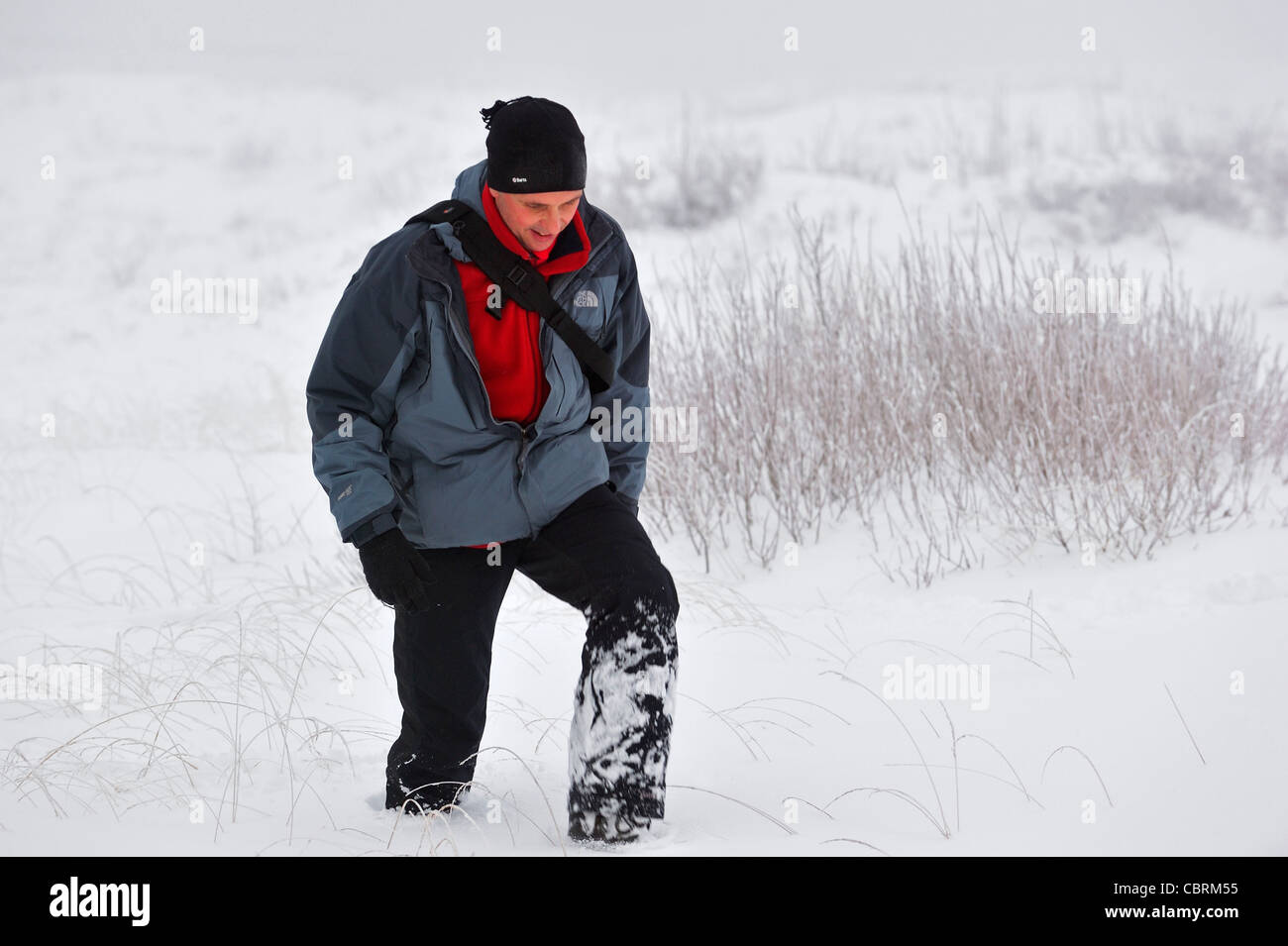 Escursionista escursioni nella neve in riserva naturale Hautes Fagnes / Hautes Fagnes in inverno, Belgio Foto Stock