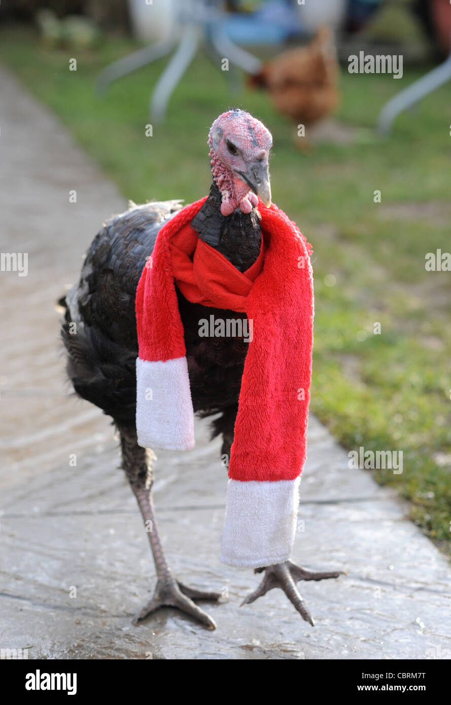 Miranda la turchia ha ottenuto il suo picker in su dopo Scoprendo che non era per il tavolo di Natale ad un Centro di soccorso a Sussex Foto Stock