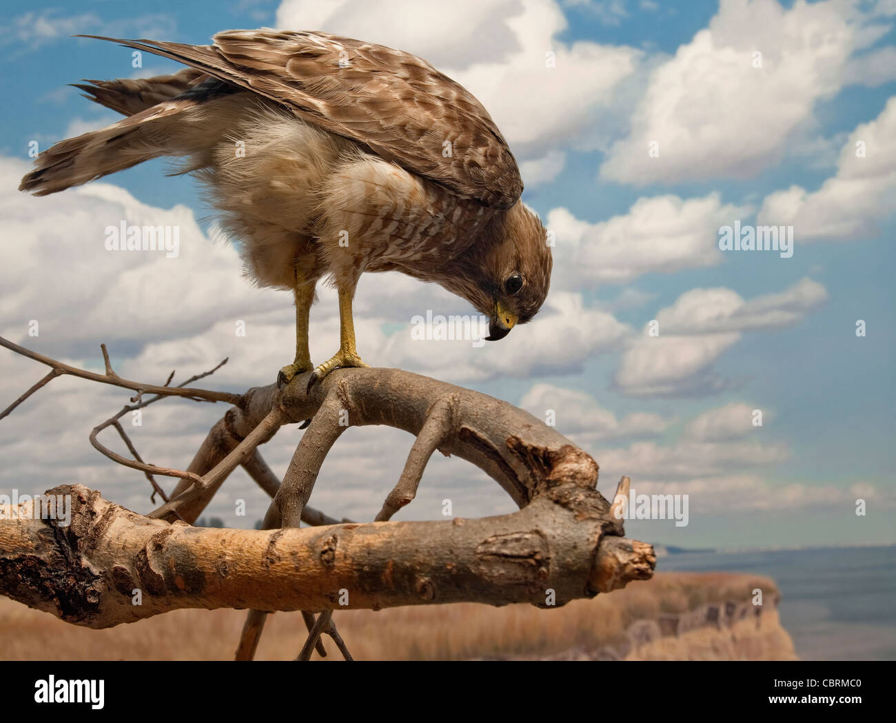 Ampia-winged hawk arroccato e pronto per la caccia. Foto Stock