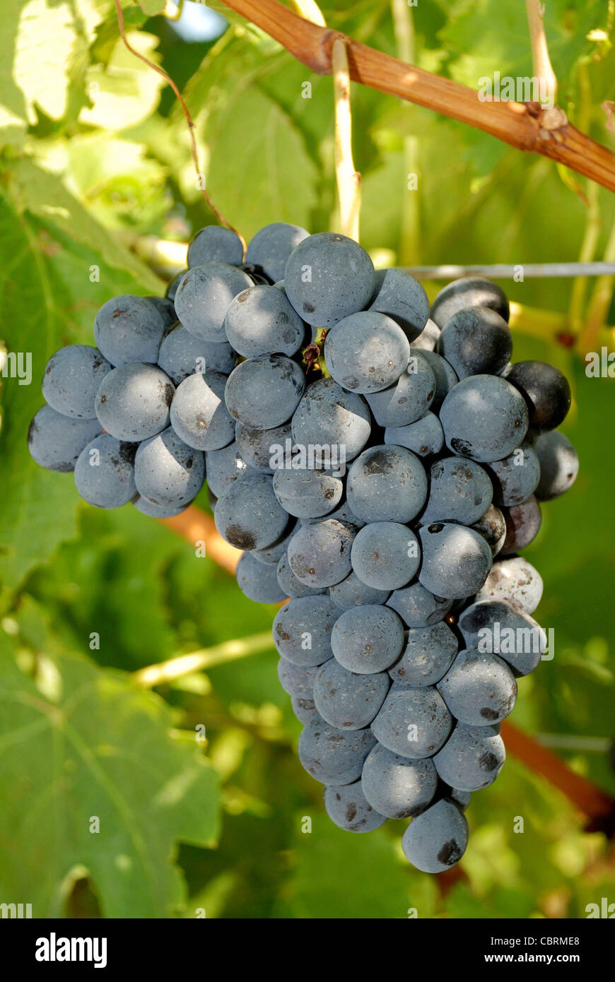 Uva da Girlan vicino a Bolzano in Alto Adige. Foto Stock