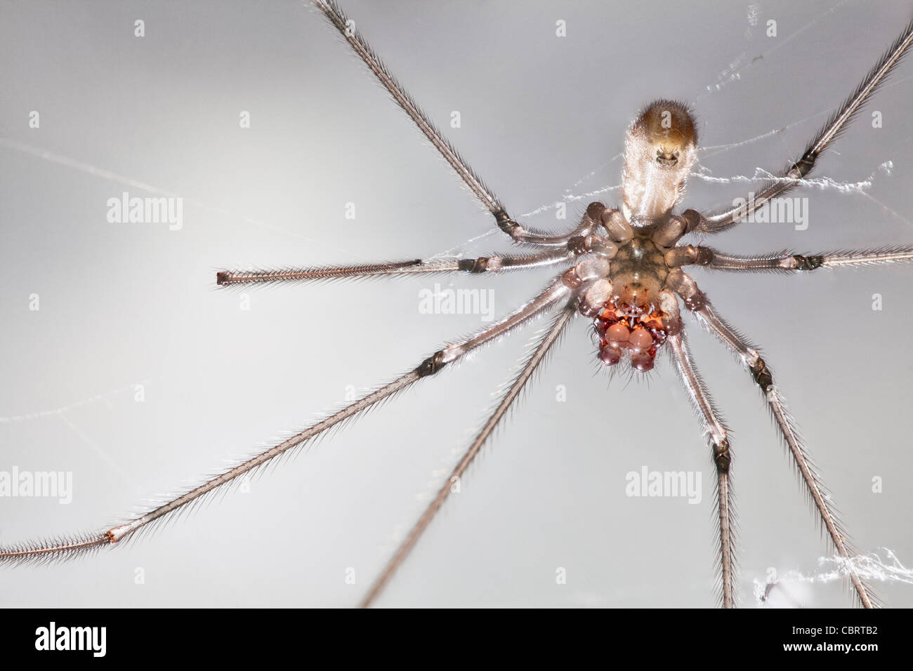 In prossimità del lato inferiore della lunga corposo cantina spider (Pholcus phalangioides), prese nel Surrey, sud-est dell'Inghilterra, Regno Unito Foto Stock