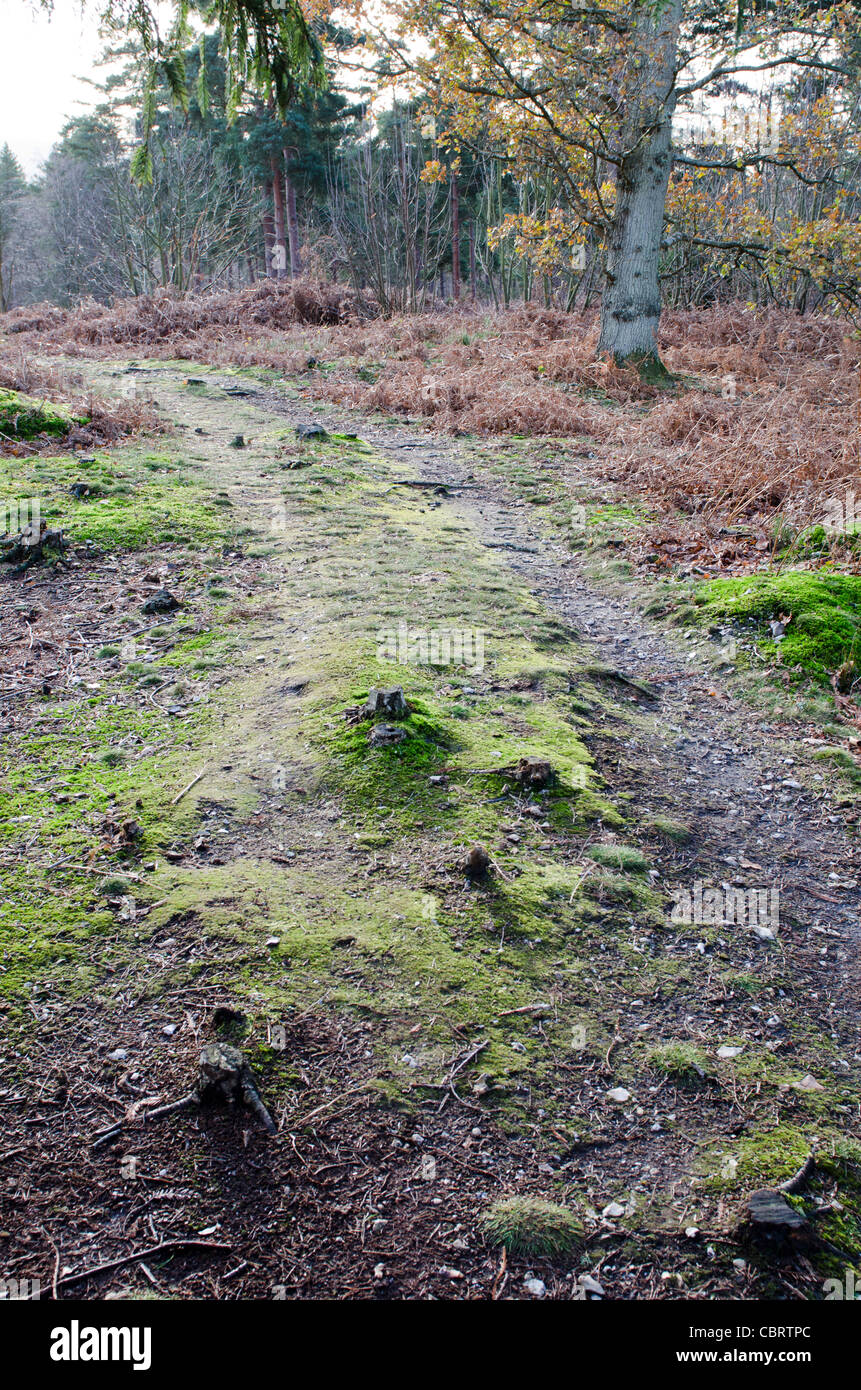 Wiggonholt comune percorso attraverso gli alberi inverno bosco inglese South Downs West Sussex England Regno Unito Foto Stock