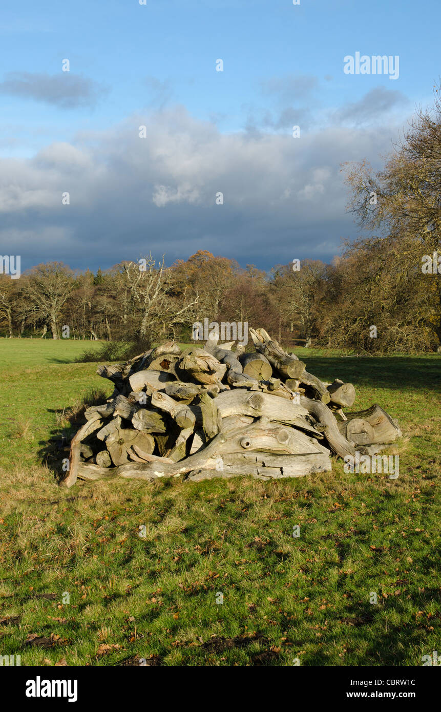 Catasta di legno tagliati da alberi Parham vicino a Rackham Street inverno bosco inglese South Downs West Sussex England Regno Unito Foto Stock