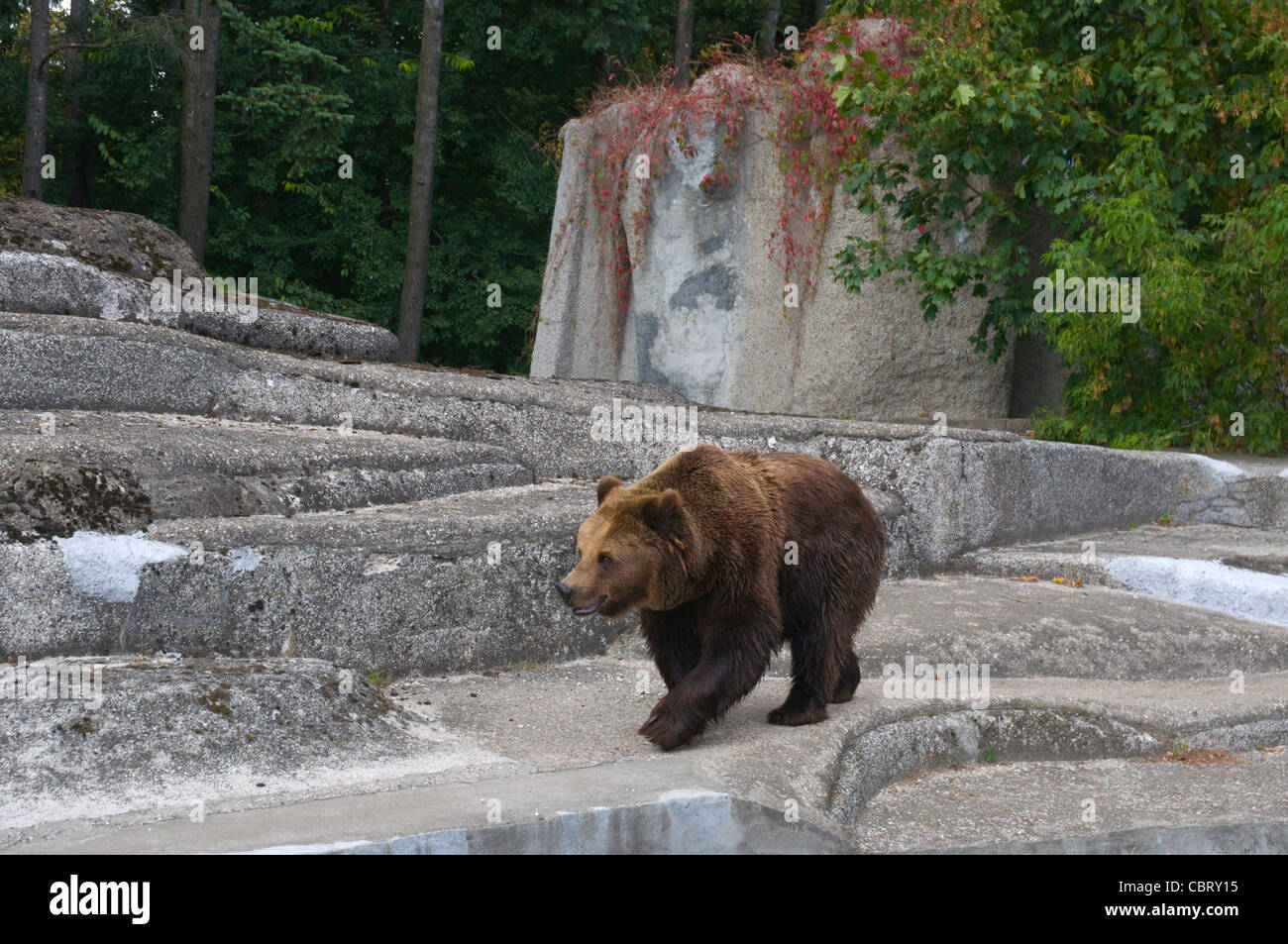 Recare allo Zoo nel quartiere di Praga in Varsavia Polonia Europa Foto Stock