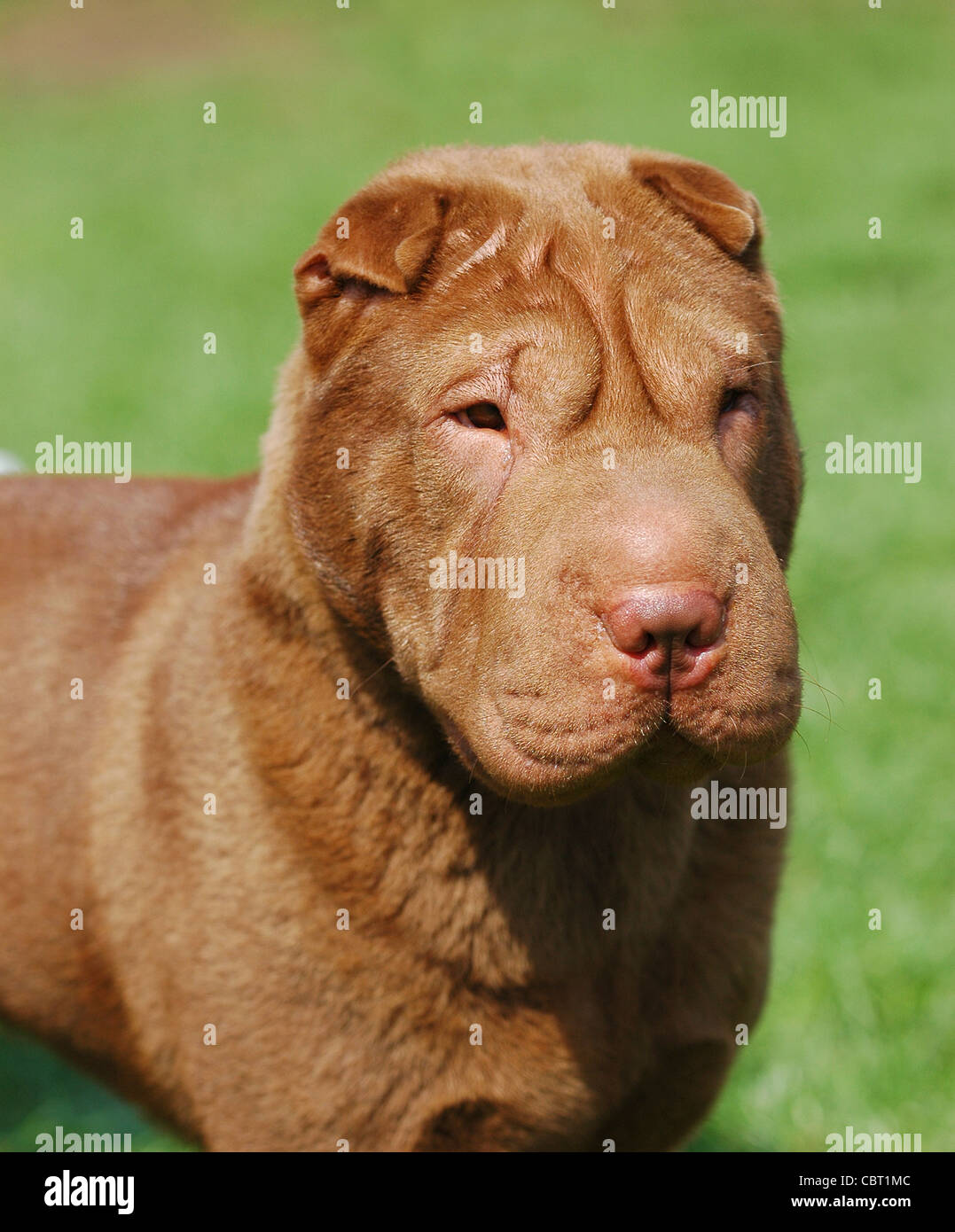 Shar-pei ritratto di cane in giardino Foto Stock