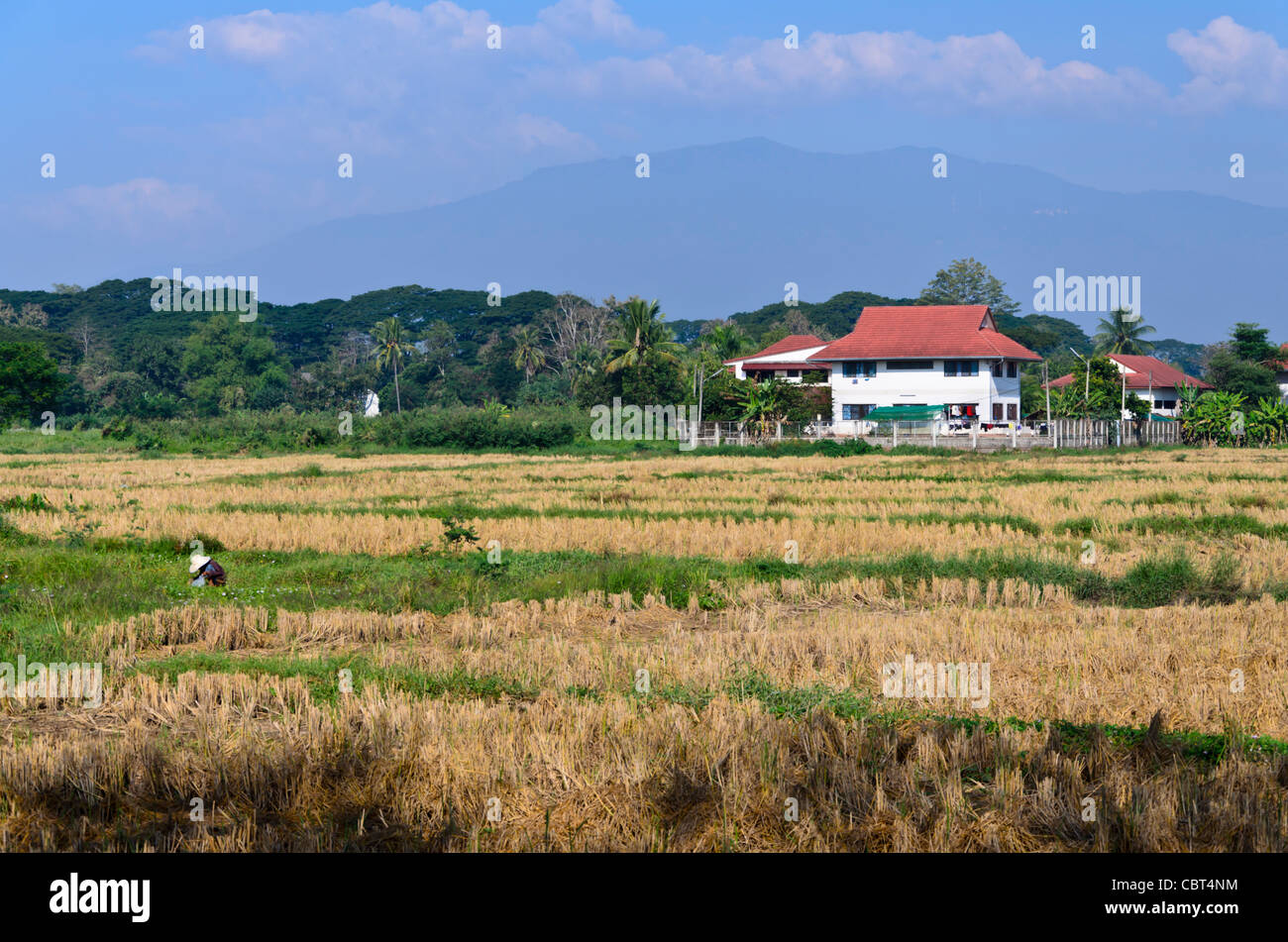 Contadino con grande hat lavora sul campo con grandi case e Doi Suthep montagna sullo sfondo a sud di Chiang Mai Thailandia Foto Stock