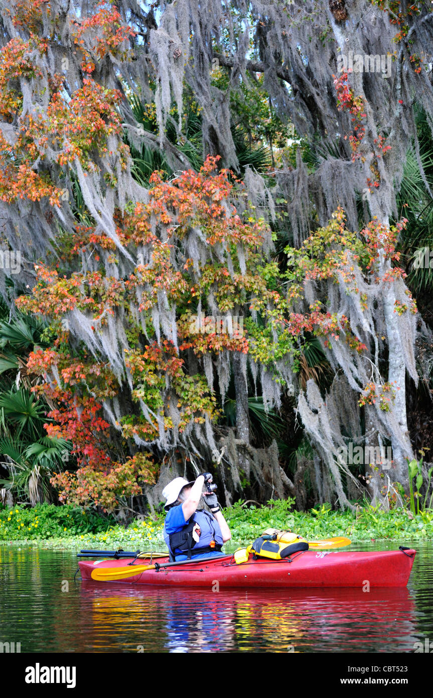 Kayaker prende una foto mentre paddling in prossimità di alberi pieni di muschio Spagnolo (Tillandsia usneoides) Foto Stock
