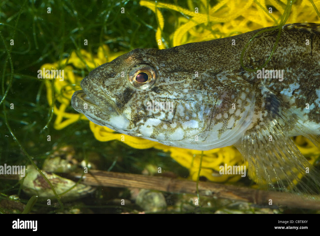 Ghiozzo nero Gobius niger, Gobiidae, Mare Mediterraneo Foto Stock