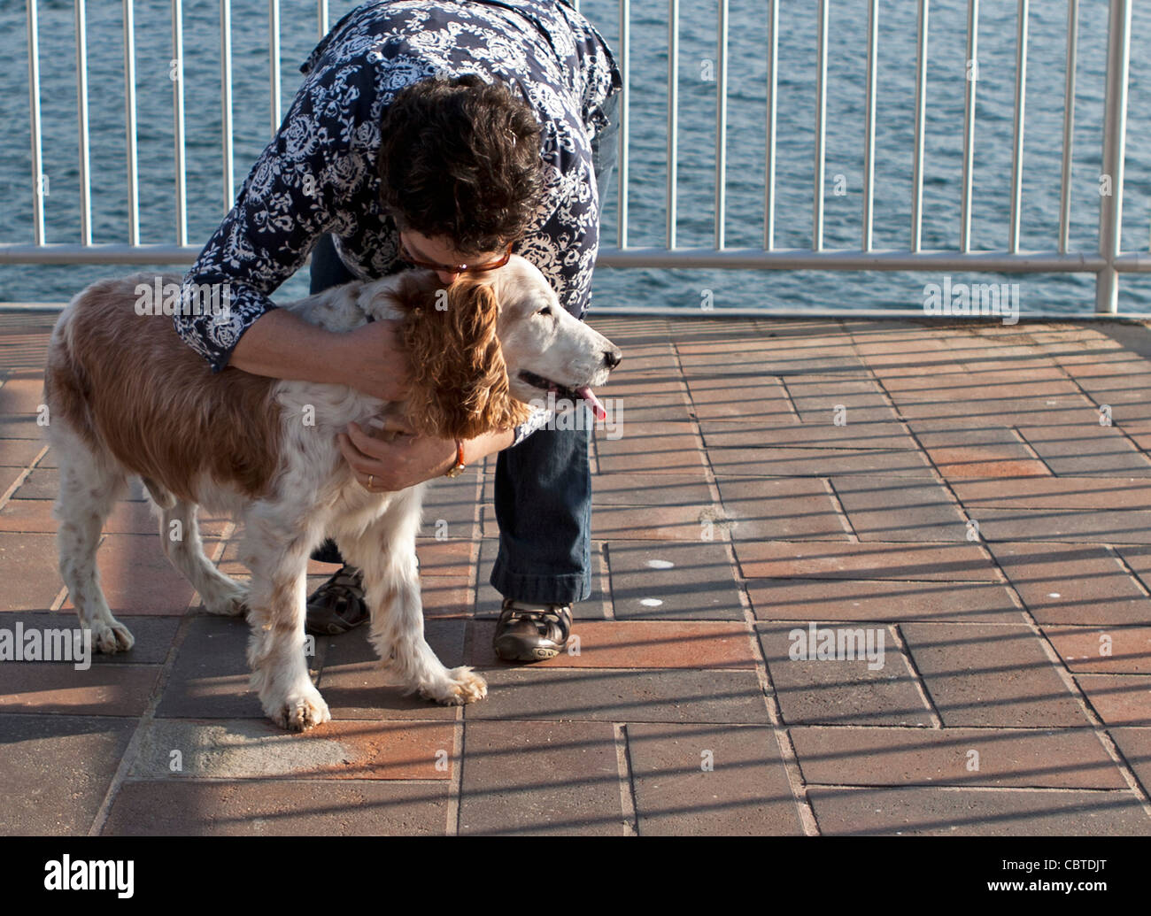 Una donna che abbracci la sorella del 13 anno vecchio Welsh Springer Spaniel. Foto Stock
