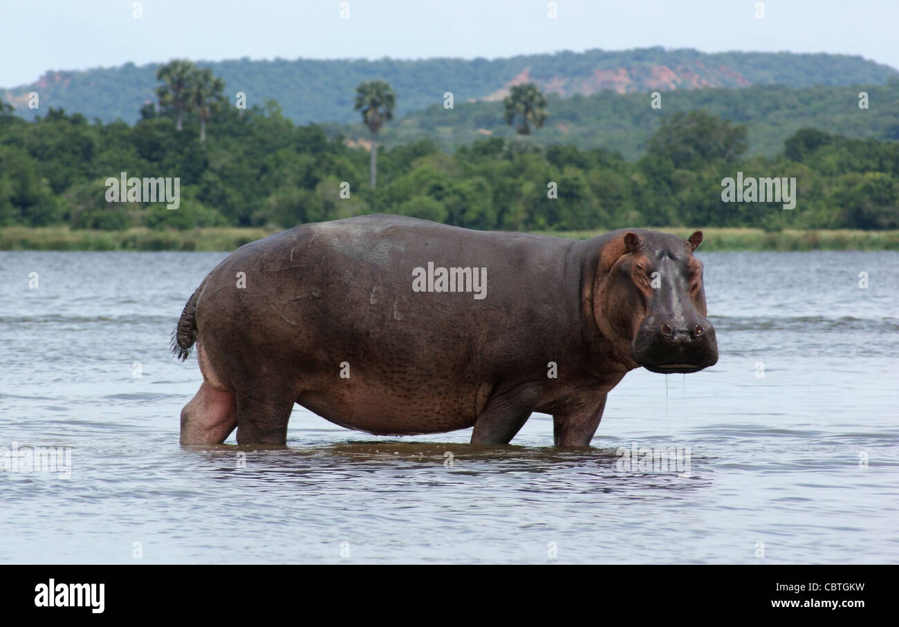 Waterside panorama comprendente un ippopotamo in Uganda (Africa) Foto Stock